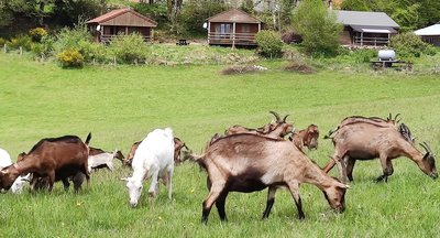 chèvres au pré