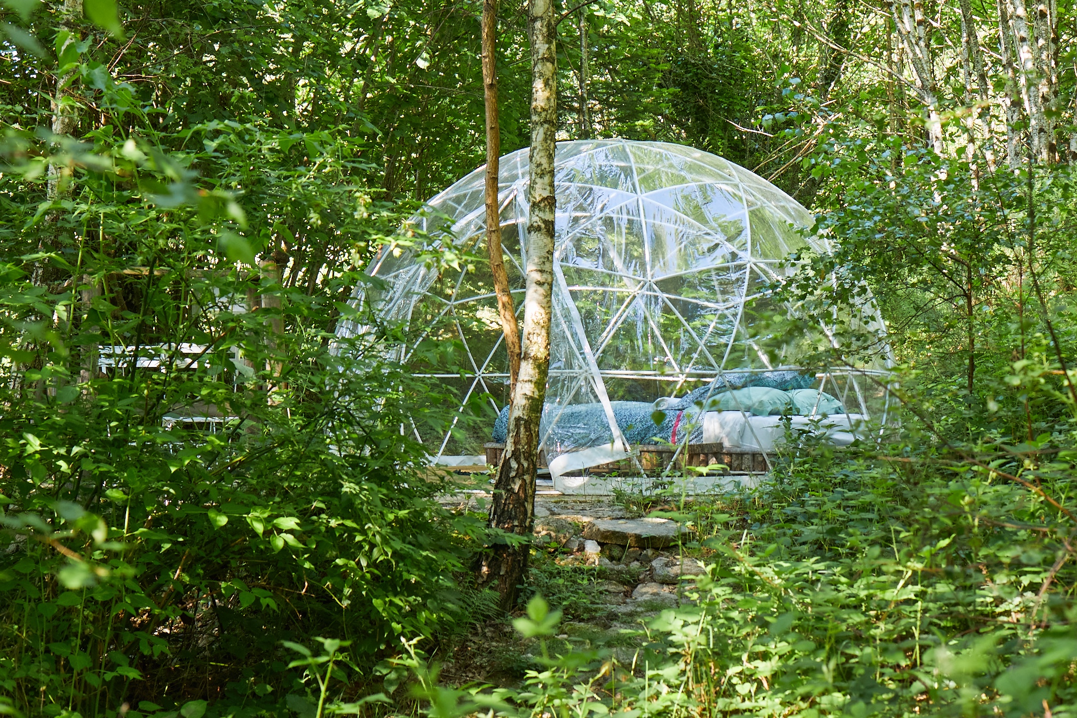 Bulle - Forêt de Chataîgnier