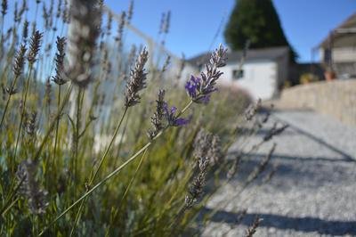 St-Pardoux-Arnet-Clos_arnet-lavande-