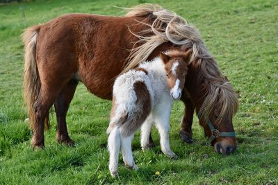 shetland-pony-4080702_1280