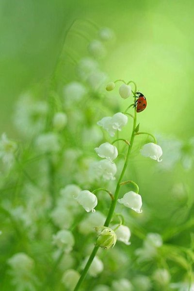 muguet coccinelle