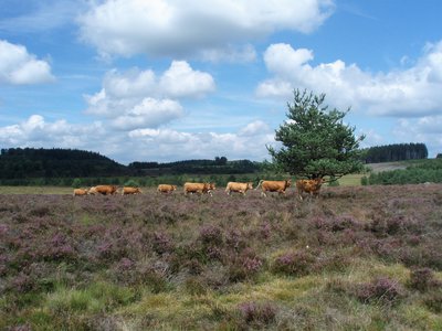 Vaches limousines sur la tourbière du Longeyroux