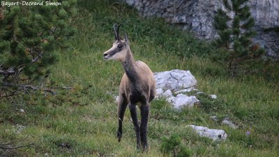 chamois