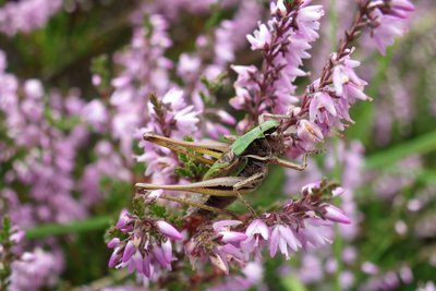 Callune et sauterelle des bruyères