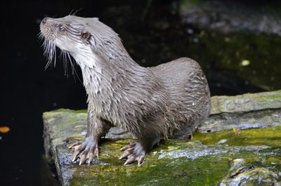 Loutre