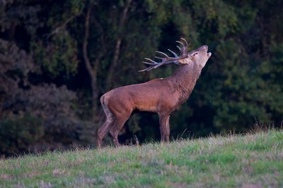 Cerf bramant