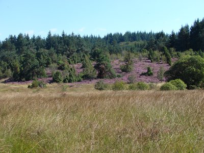 Landes et tourbières de la Mazure