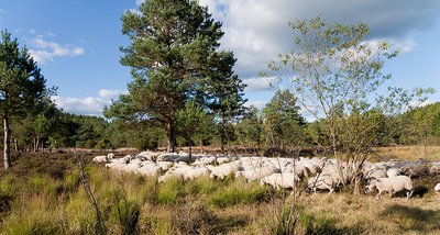 Paturage dans les landes et tourbières de la Mazure