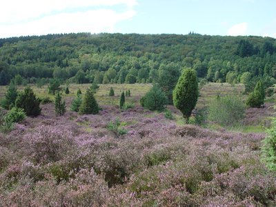 Landes de la Mazure