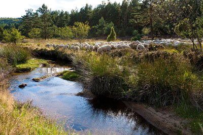 Sur les berges du ruisseau de Haute Faye