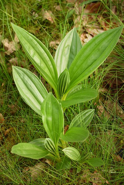 Arnica des montagnes, flore remarquable de la mazure