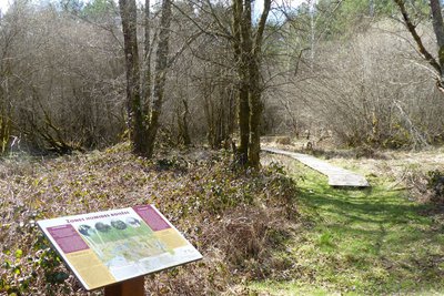 Zone humide boisé