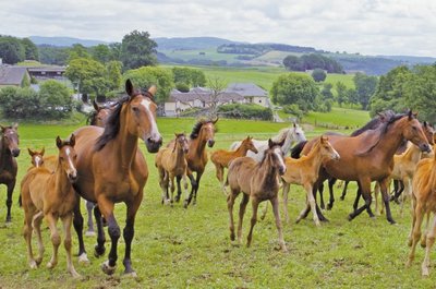 Les Haras Nationaux de Chamberet