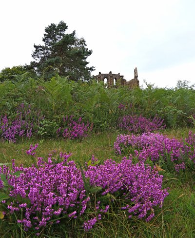 Bruyère