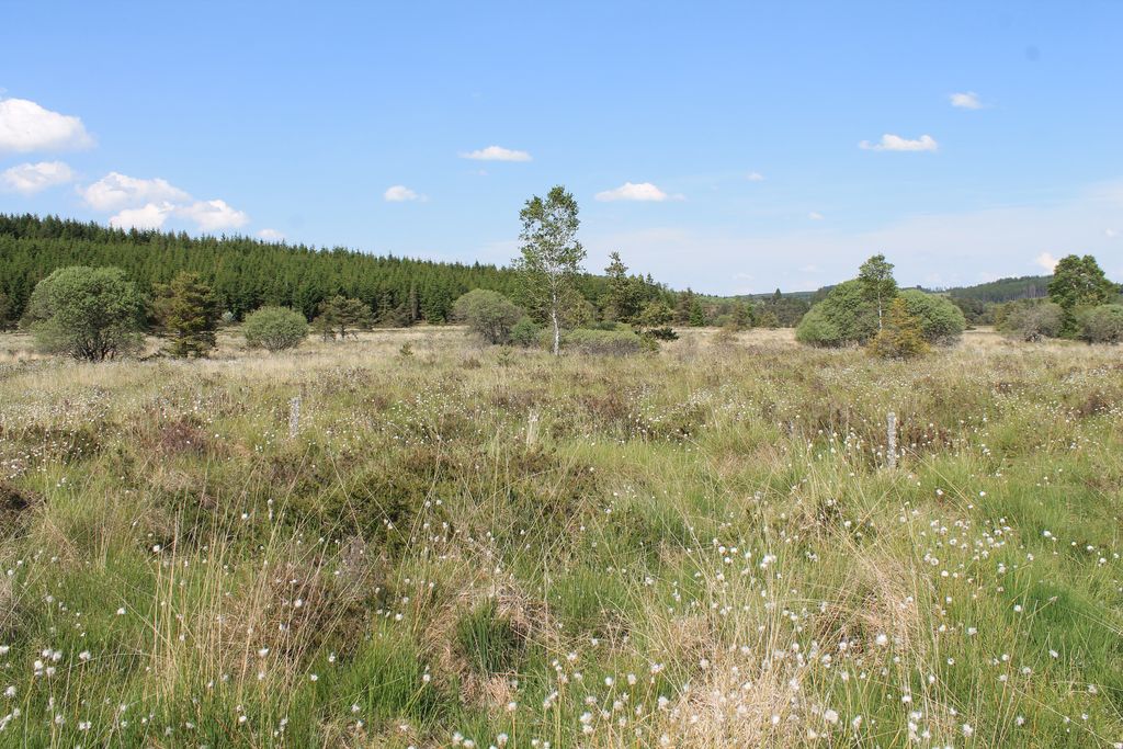 The cottongrass path - Nature en Limousin