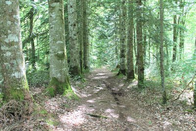 L'allée des gardes