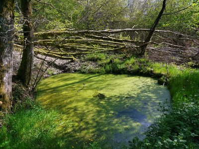 Pêcherie