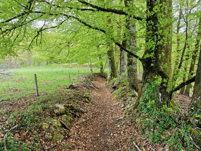 Chemin creux