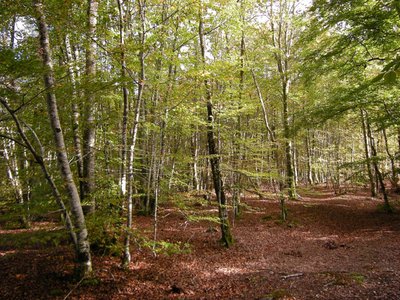 Dontreix - Forêt de Drouille