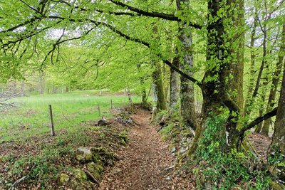 Chemin creux