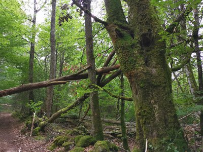 La forêt Creusoise