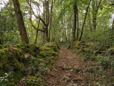 Chemin creux