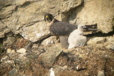 Faucon Pèlerin et sa nichée sur son aire