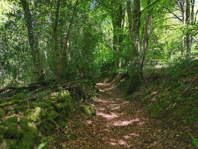 Chemin creux