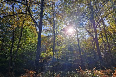 Forêt de Lamongerie