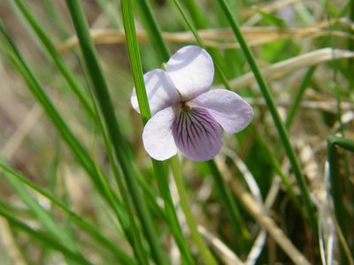 Violette des marais