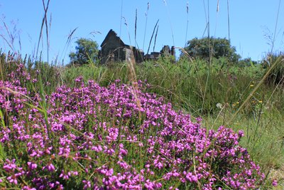 Lande sèche à bruyère du Mont Gargan