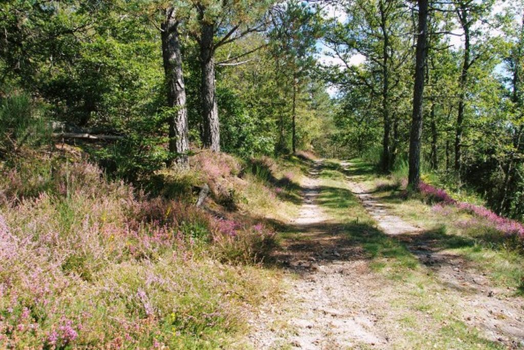 Sur les chemins de Marcouyeux