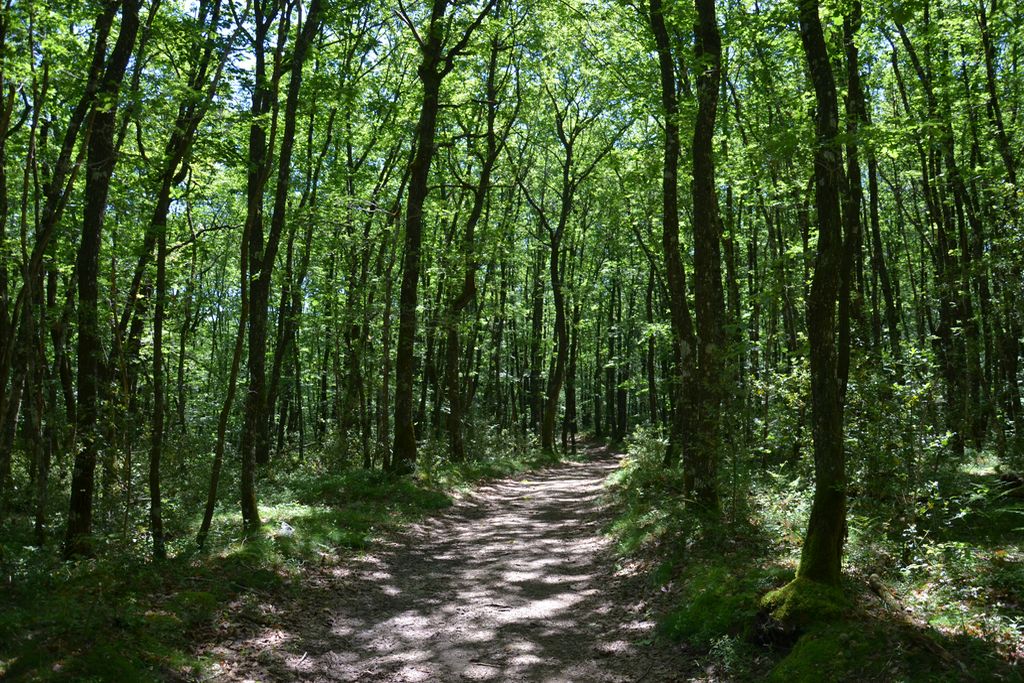 Forêt de Mirambel