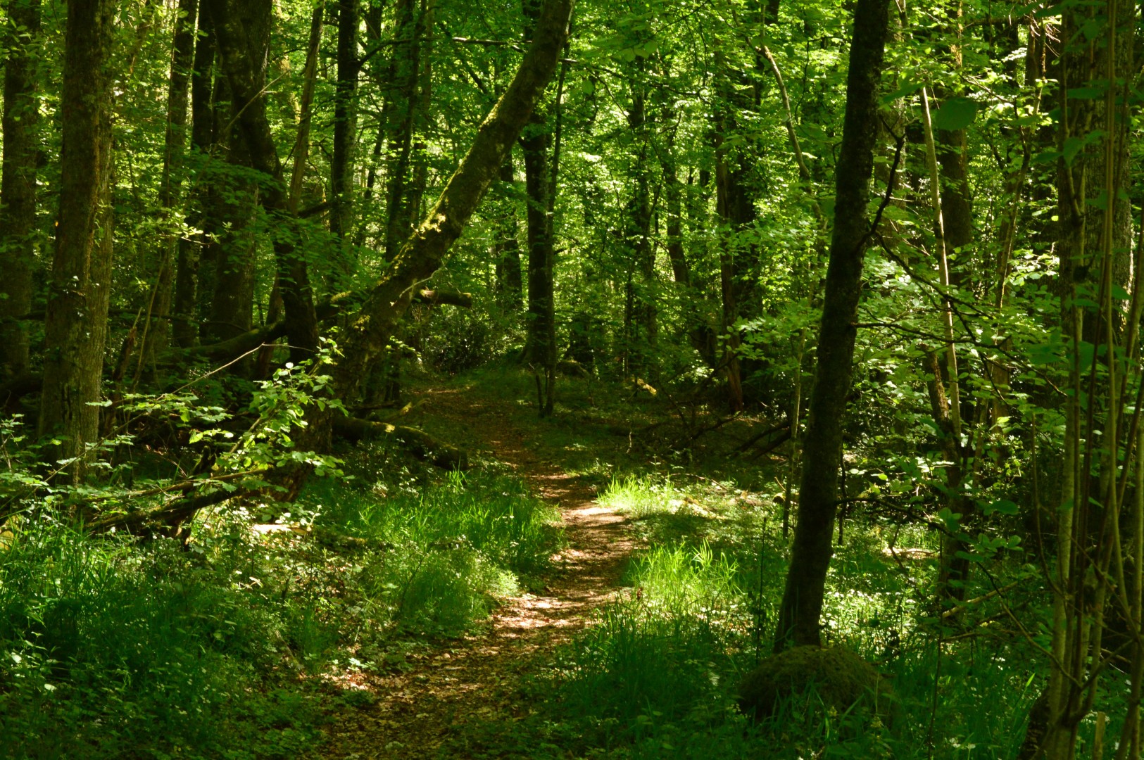 Promenons-nous dans les bois de Lépinas
