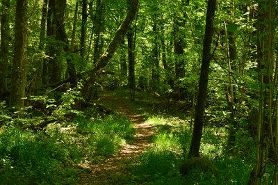 Promenons-nous dans les bois de Lépinas