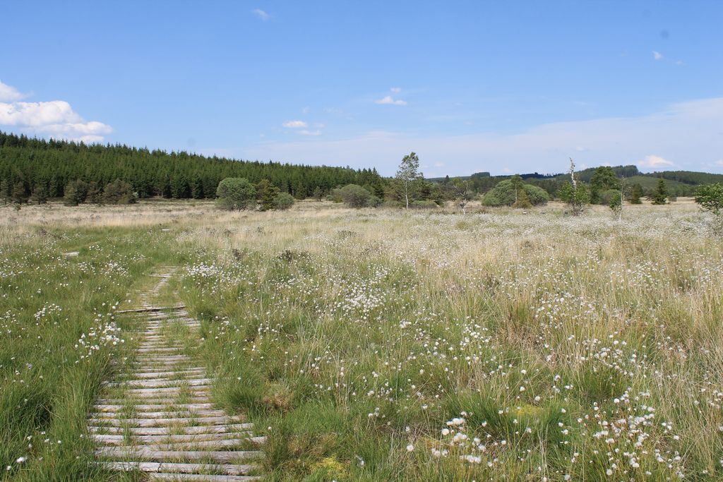 Sur le sentier des linaigrettes