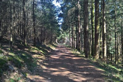 Sentier forestier