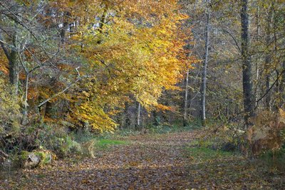 Sentier arboré