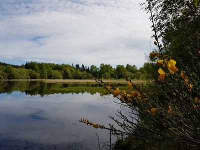 La tourbière de l'étang du Bourdeau