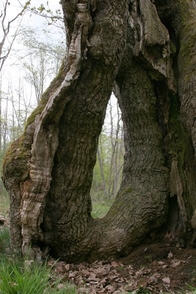 Sannat - L'Arbre au Loup