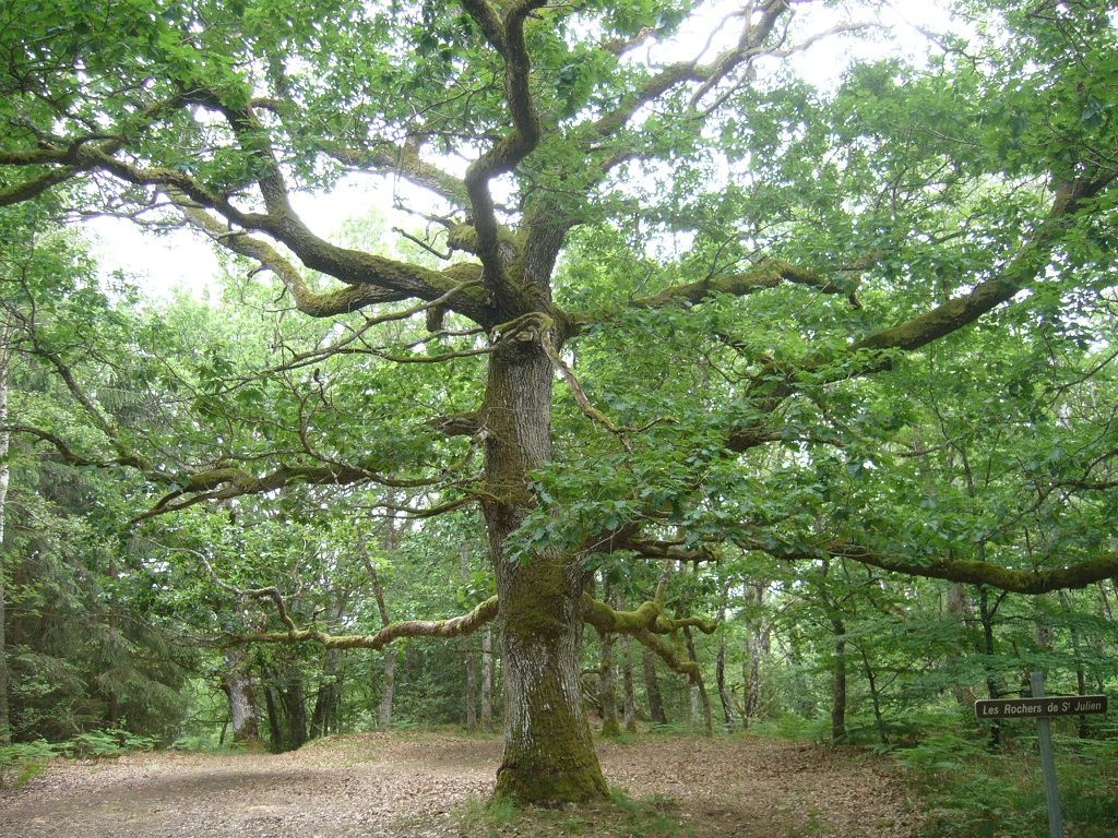 Dontreix - Forêt de Drouille