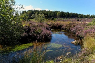 Etang des Oussines