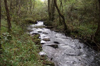 Rivière sombre