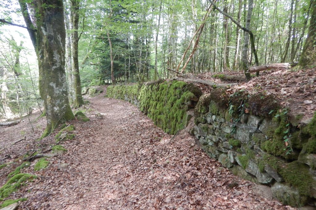 Chemin forestier