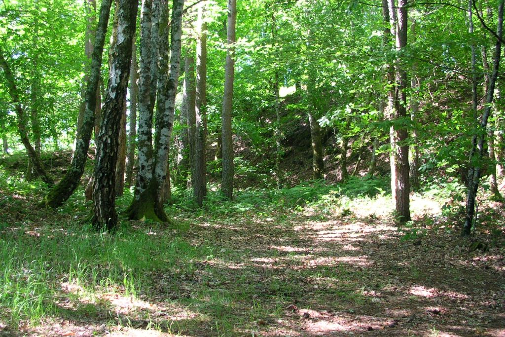 Chemin forestier