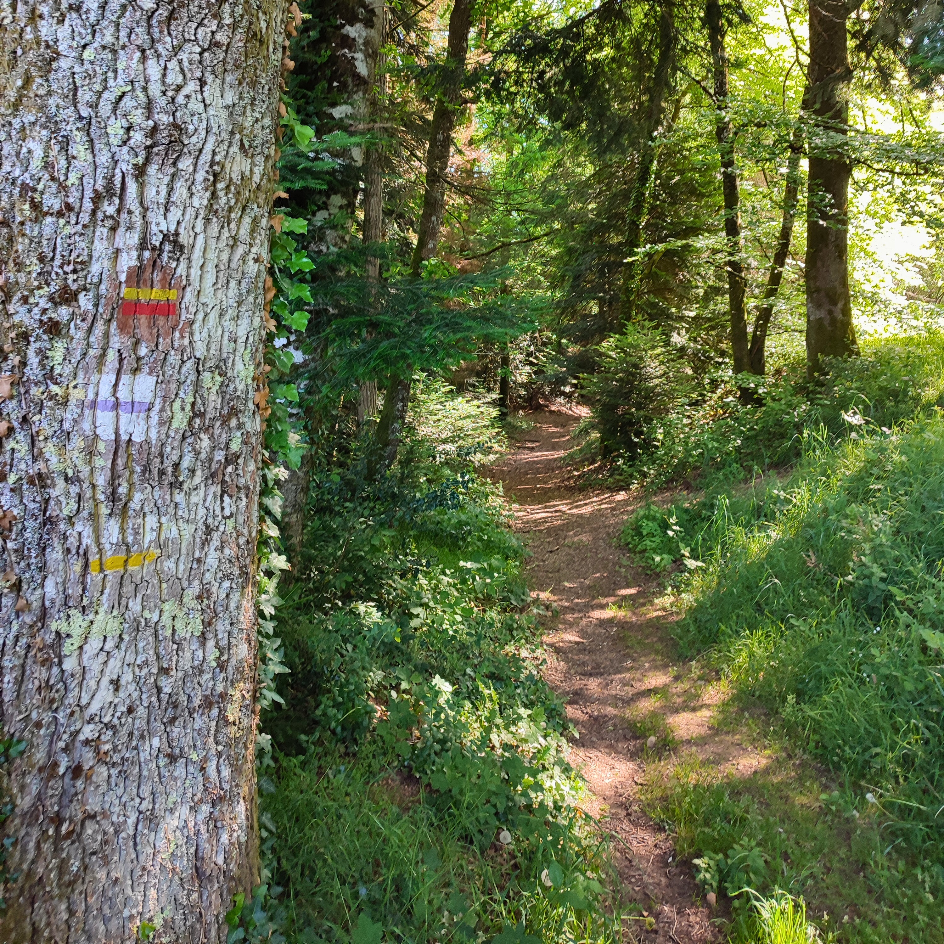 Balise de continuité du GRPMBL dans le chemin des Varaches