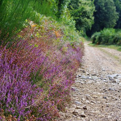 Chemin de Golas bordé de bruyères