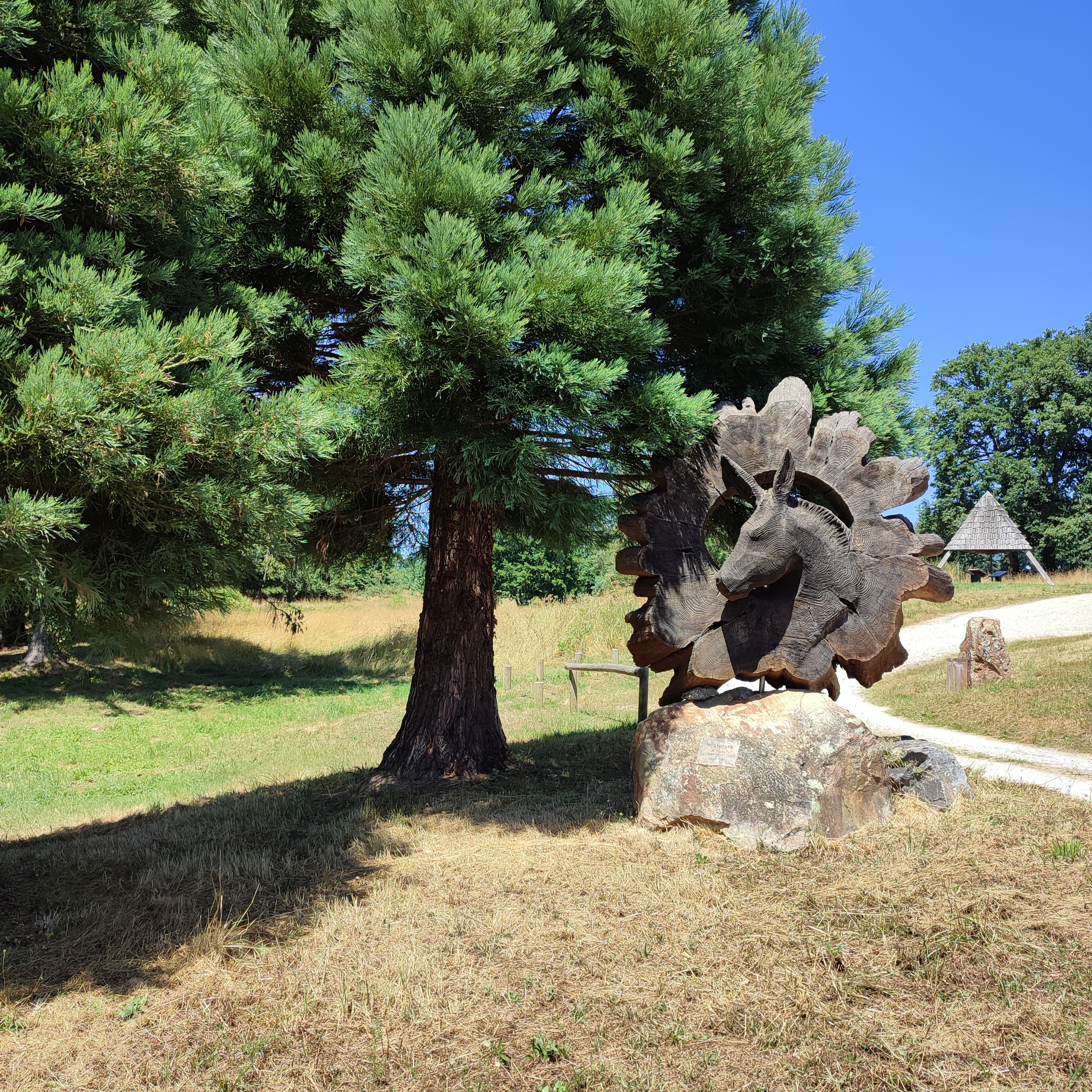 Sculpture en séquoia - Francis Cuny